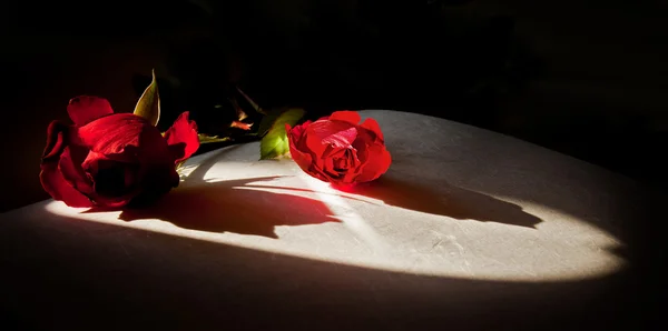 Rosa roja en el libro abierto en la oscuridad — Foto de Stock