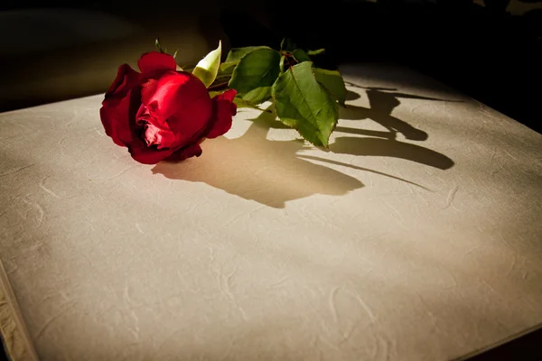 어둠 속에서 오픈 책에 빨간 장미 — 스톡 사진