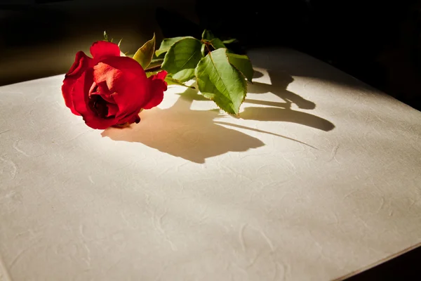 Czerwona róża na otwartej księdze w ciemności — Zdjęcie stockowe