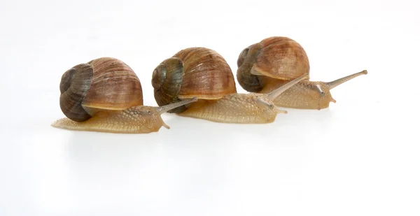 Caracol rastrero aislado sobre un fondo blanco — Foto de Stock