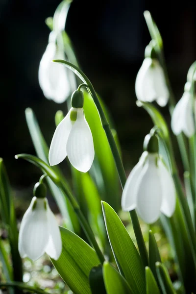 Gouttes de neige printemps fleurs blanches avec fond doux — Photo