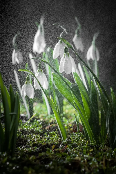 Gocce di neve- primavera fiori bianchi con sfondo morbido — Foto Stock