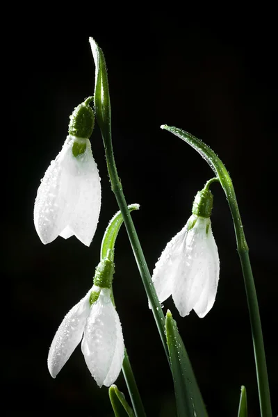 Gocce di neve- primavera fiori bianchi con sfondo morbido — Foto Stock