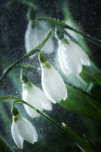 Сніжинки - весняні білі квіти з м'яким фоном — стокове фото