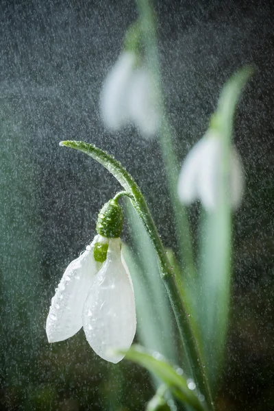 Gouttes de neige printemps fleurs blanches avec fond doux — Photo