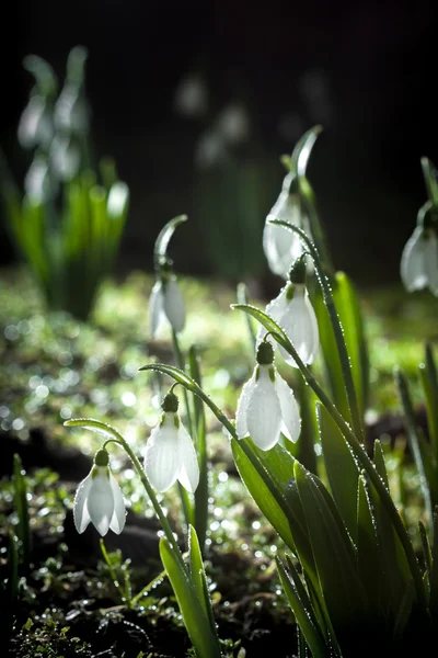 Snödroppar-våren vita blommor med mjuk bakgrund — Stockfoto