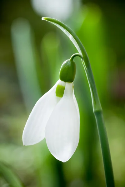 Gocce di neve- primavera fiori bianchi con sfondo morbido — Foto Stock