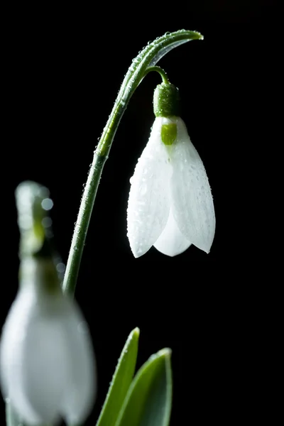 Snowdrops- flores brancas primavera com fundo macio — Fotografia de Stock