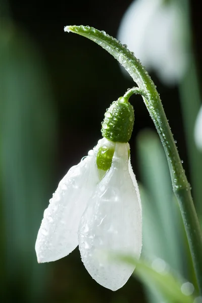 Schneetropfen - Frühling weiße Blumen mit weichem Hintergrund — Stockfoto