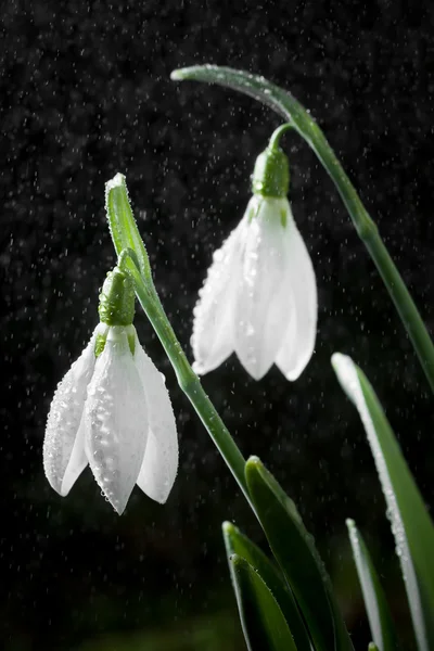 Snödroppar-våren vita blommor med mjuk bakgrund — Stockfoto