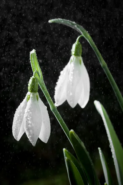 Schneetropfen - Frühling weiße Blumen mit weichem Hintergrund — Stockfoto