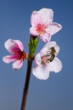Arı ile şeftali çiçek