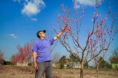 Bahçıvan budama şeftali ağacı dalları budama ile gördüm
