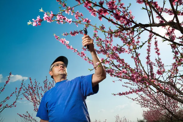 Jardinier taille branches de pêchers avec scie à taille — Photo