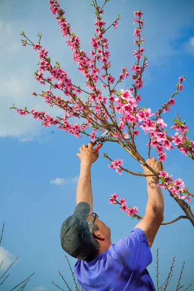 Gardener pruning peach tree branches with pruning saw — Stock Photo, Image