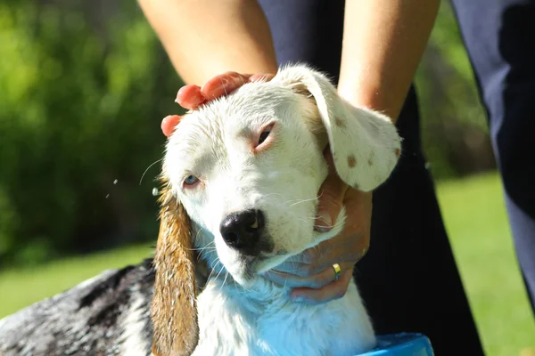 Beagle принять летнюю ванну — стоковое фото