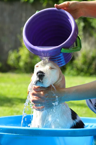 Beagle take a summer bath — Stock Photo, Image