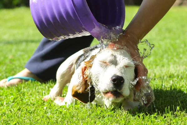 Beagle take a summer bath — Stock Photo, Image