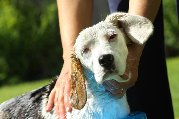 Beagle принять летнюю ванну — стоковое фото