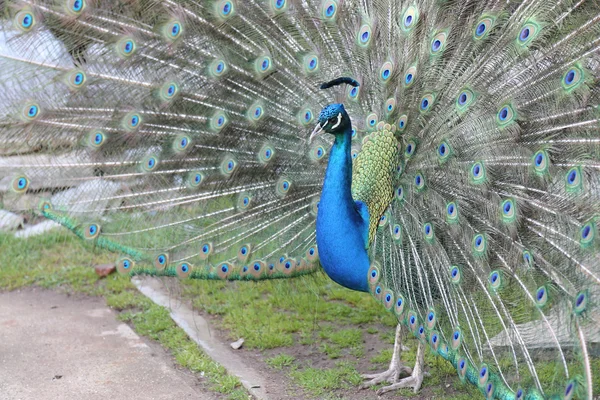 Peacock feathers out — Stock Photo, Image