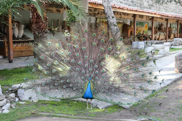 Pavão penas para fora — Fotografia de Stock