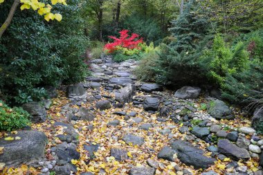 Sonbahar mevsiminde dere yatağı ve orman