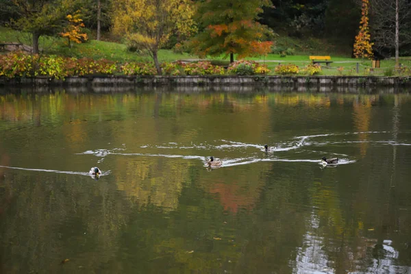 Enten Schwimmen Während Der Herbstsaison See — Stockfoto
