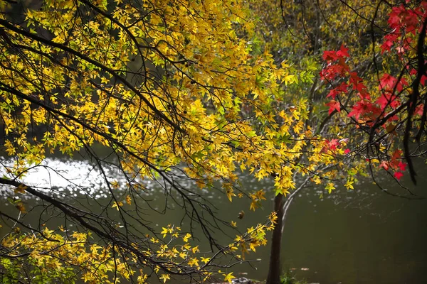 Liście Gałęzi Drzew Sezonie Jesiennym — Zdjęcie stockowe