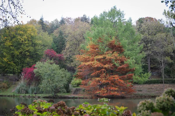 Wald Und See Herbst Mit Farben — Stockfoto