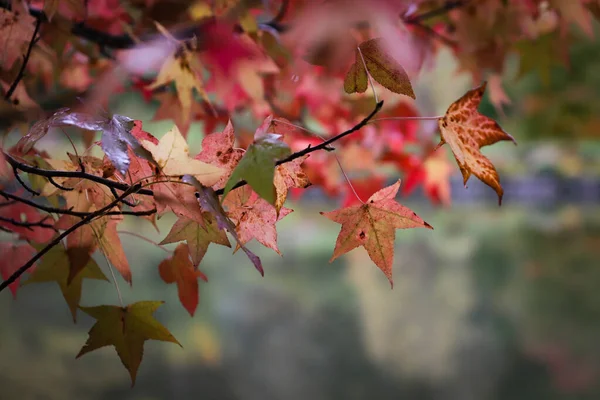 Hojas Rama Del Árbol Durante Temporada Otoño —  Fotos de Stock