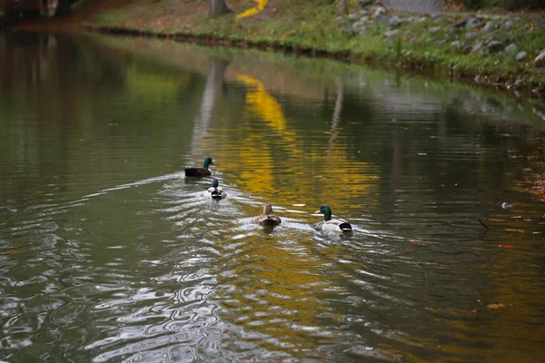 Enten Schwimmen Während Der Herbstsaison See — Stockfoto