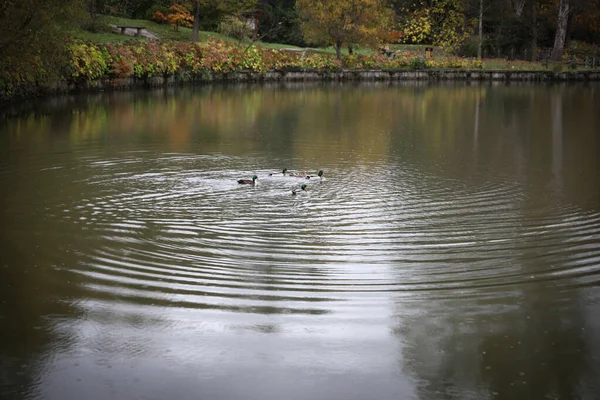 Patos Nadando Lago Durante Temporada Otoño —  Fotos de Stock