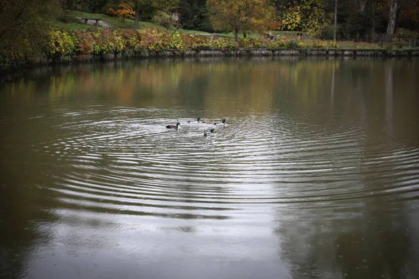 Enten Schwimmen Während Der Herbstsaison See — Stockfoto