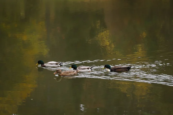 秋の間に湖で泳ぐアヒル — ストック写真