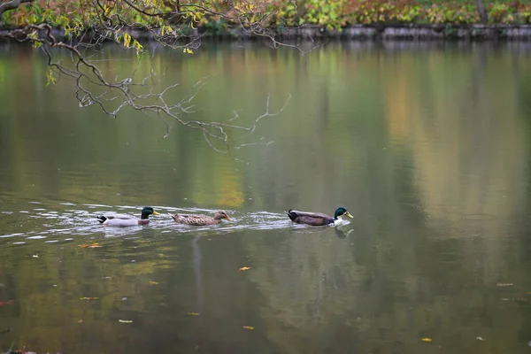 Patos Nadando Lago Durante Temporada Otoño —  Fotos de Stock