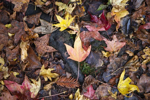 Folhas Caídas Chão Durante Temporada Outono — Fotografia de Stock