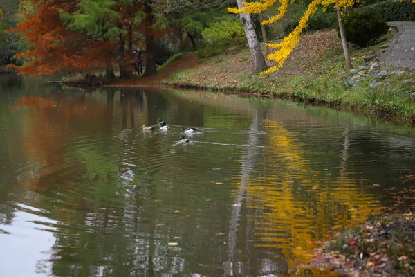 Kachny Plavání Jezeře Během Podzimní Sezóny — Stock fotografie