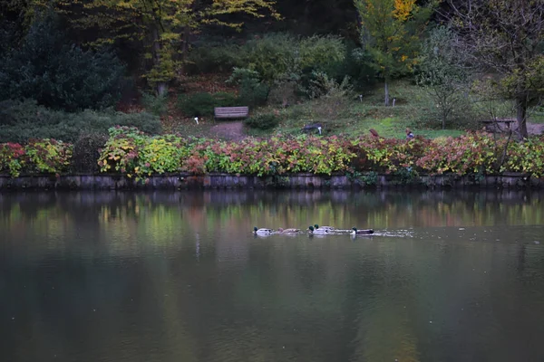 Patos Nadando Lago Durante Temporada Otoño —  Fotos de Stock