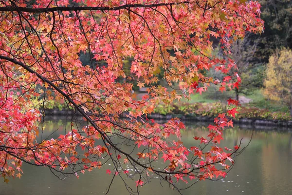 Leaves Tree Branch Autumn Season — Stock Photo, Image