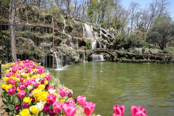 Tulipanes Coloridos Emirgan Park Istanbul City Turquía —  Fotos de Stock