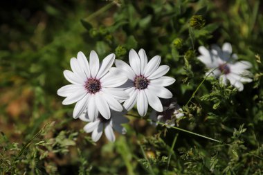 Mor Gözlü Afrikalı Daisy Bahçede