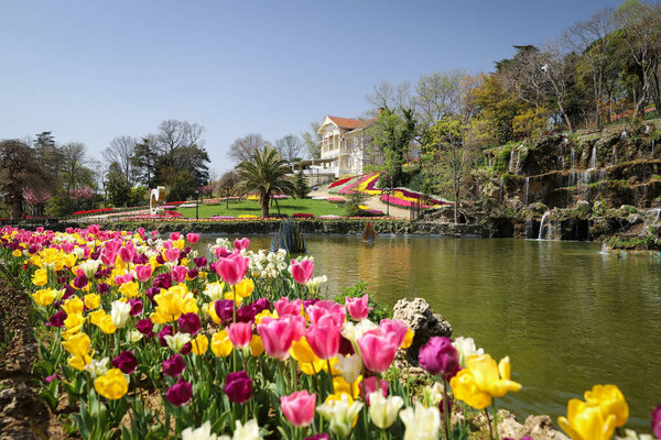 Красочные тюльпаны в парке Эмирган, Стамбул, Турция