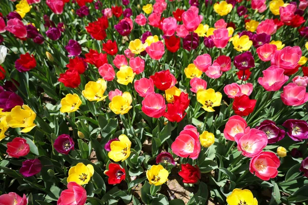 Hermosos Coloridos Tulipanes Jardín Flores —  Fotos de Stock