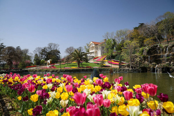 Красочные тюльпаны в парке Эмирган, Стамбул, Турция