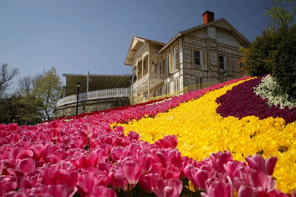 Tulipanes Coloridos Emirgan Park Istanbul City Turquía —  Fotos de Stock