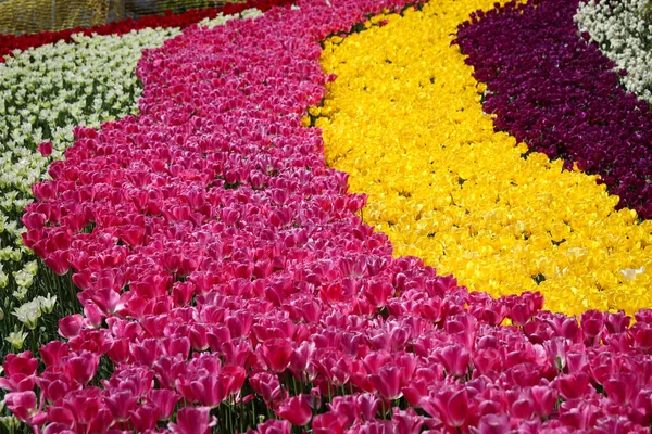 Schöne Und Bunte Tulpen Blumengarten — Stockfoto