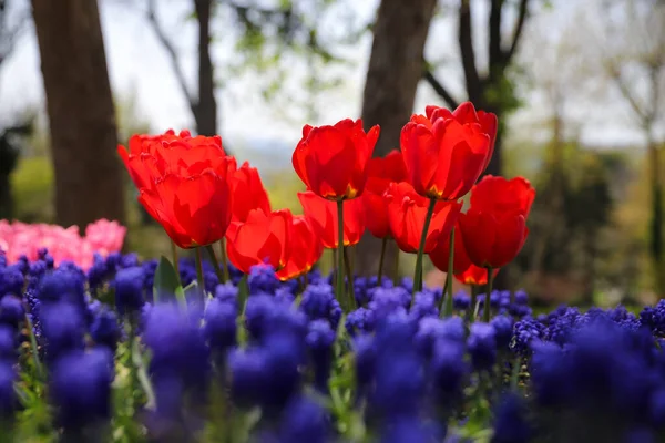 Hermosos Coloridos Tulipanes Jardín Flores —  Fotos de Stock