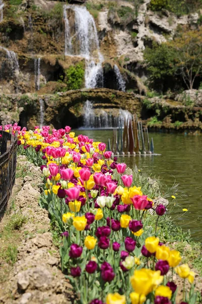 Tulipanes Coloridos Emirgan Park Istanbul City Turquía —  Fotos de Stock