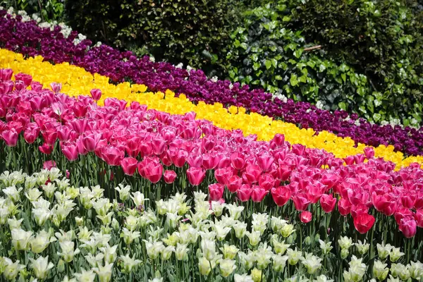 Schöne Und Bunte Tulpen Blumengarten — Stockfoto