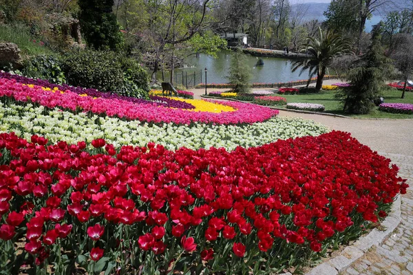 Kolorowe Tulipany Emirgan Park Stambuł Turcja — Zdjęcie stockowe